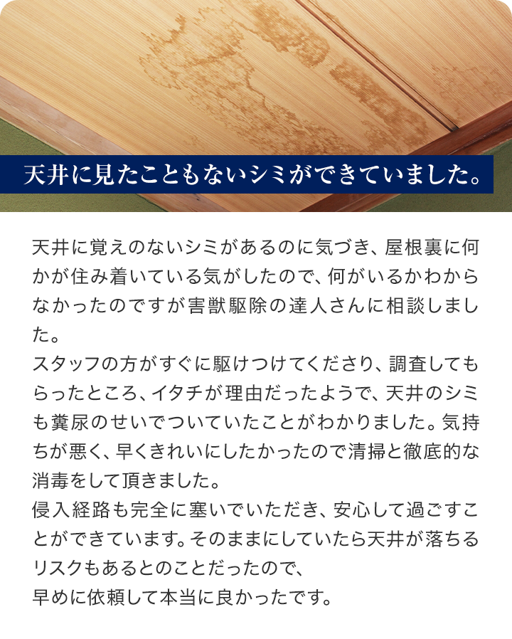 天井に覚えのないシミがあるのに気づき、屋根裏に何かが住み着いている気がしたので、何がいるかわからなかったのですが害獣駆除の達人さんに相談しました。
スタッフの方がすぐに駆けつけてくださり、調査してもらったところ、イタチが理由だったようで、天井のシミも糞尿のせいでついていたことがわかりました。気持ちが悪く、早くきれいにしたかったので清掃と徹底的な消毒をして頂きました。
侵入経路も完全に塞いでいただき、安心して過ごすことができています。そのままにしていたら天井が落ちるリスクもあるとのことだったので、
早めに依頼して本当に良かったです。
