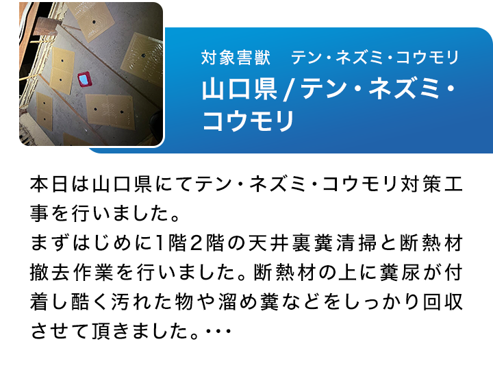 対象害獣　テン・ネズミ・コウモリ　山口県/テン・ネズミ・コウモリ　本日は山口県にてテン対策工事を行いました。
まずはじめに、１階２階天井裏糞清掃を行いました。点検口を開けてすぐに糞の臭いがするほどテンの溜め糞があちこちにありました。
糞は乾燥して粉っぽく…